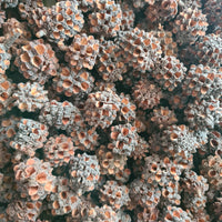 Casuarina Pods/Cones 12 or 24 pack