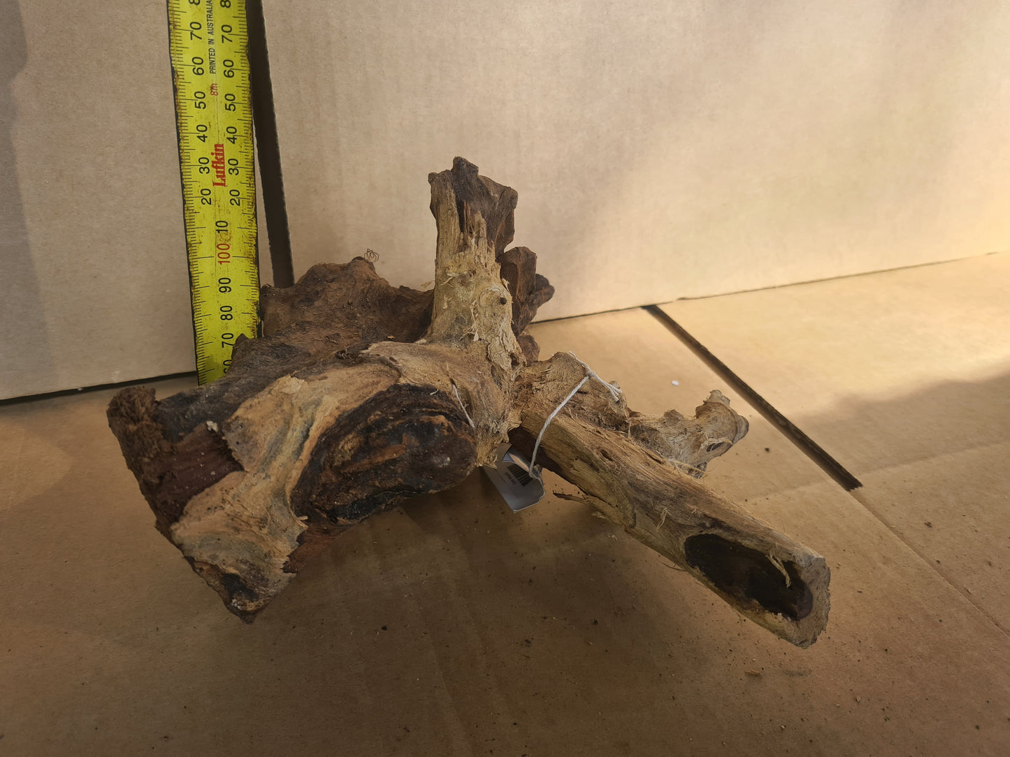 DALUA Coral Wood Driftwood Medium Piece