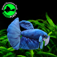 17cm Blue Betta/Siamese Fighting Fish Plushie