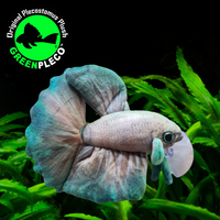 17cm Jade Mist Betta/Siamese Fighting Fish Plushie