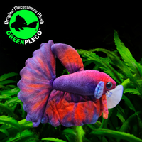 17cm Uva Betta/Siamese Fighting Fish Plushie