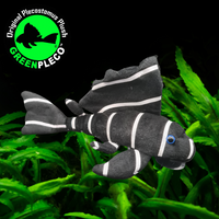 'EXTINCT' 28cm Emperor Pleco Plushie (last ones left)