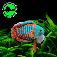 15cm Dwarf Gourami Plushie