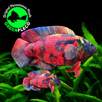 30cm or JUMBO 66cm Volcano Oscar Cichlid Plushie