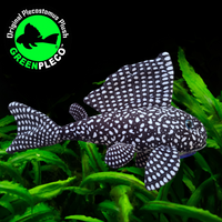 26cm Famous Pleco Plushie