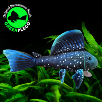 30cm Blue Phantom Pleco Plushie